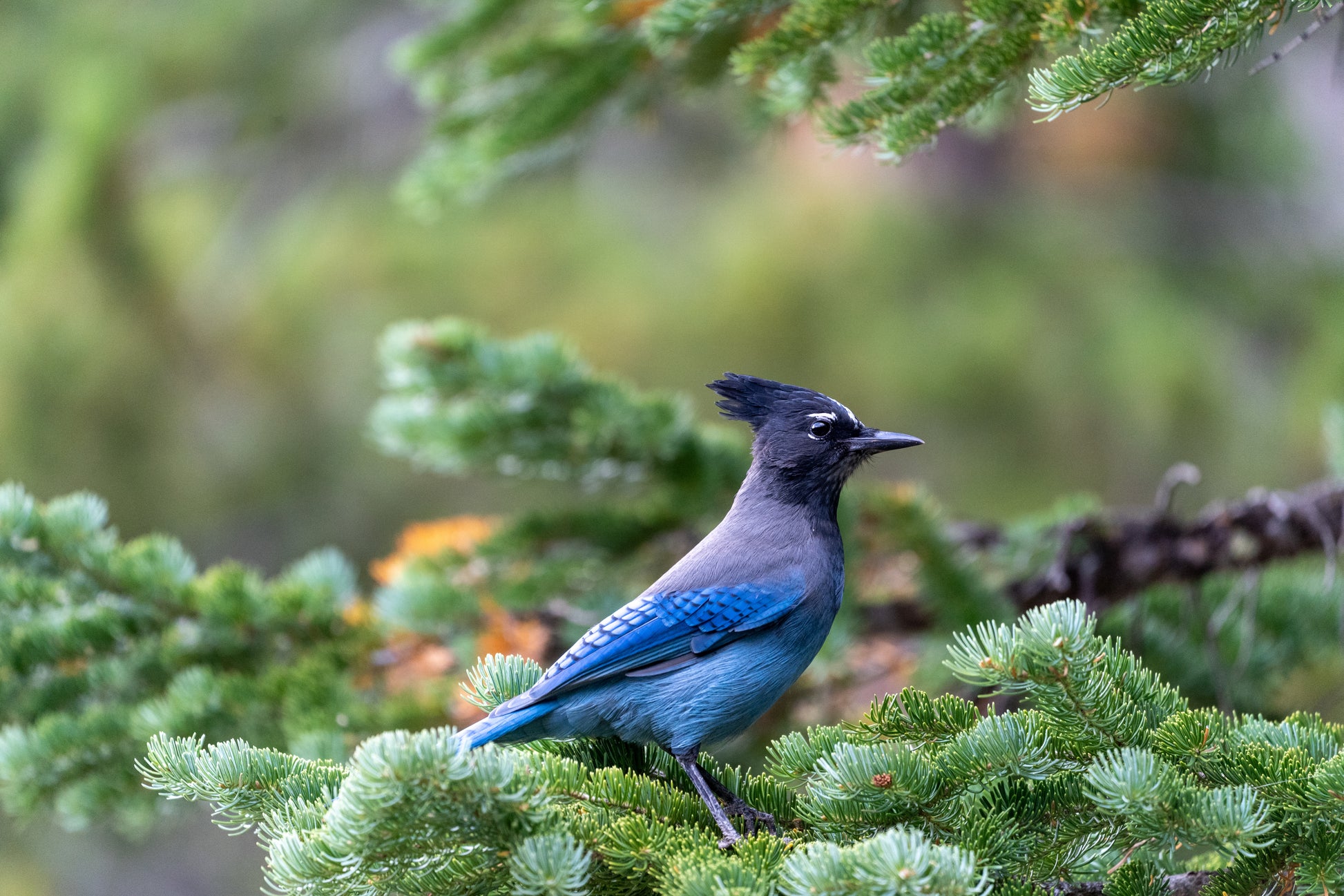 Steller Jay Necklace - Hebel Design